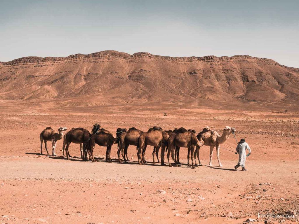 maroko wielbłądy
