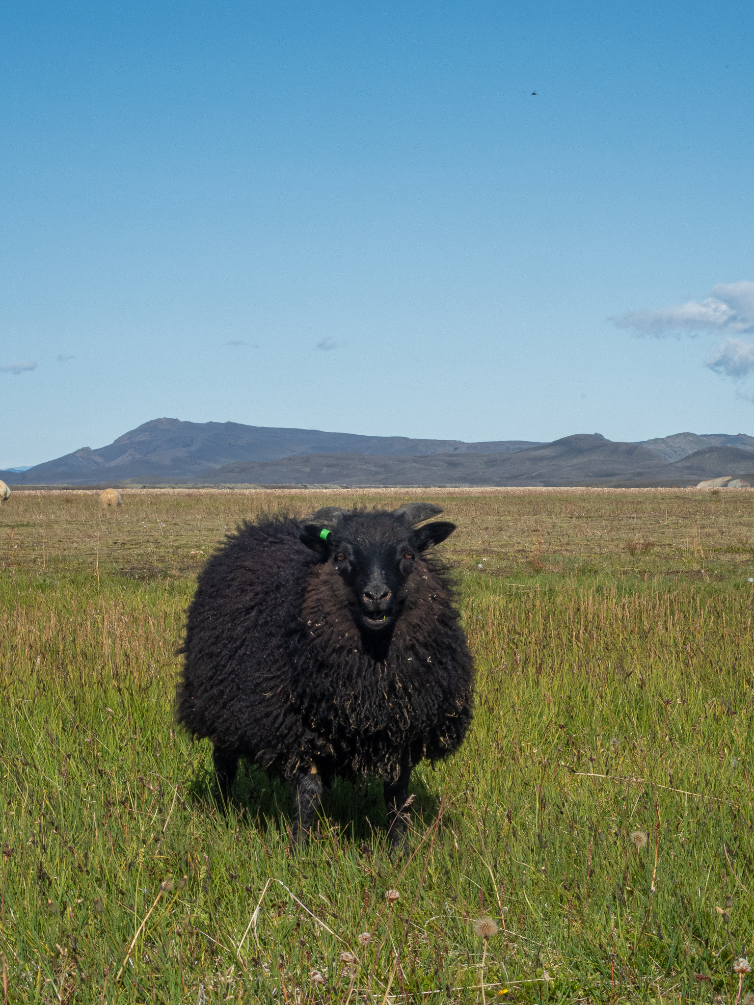 owce islandia