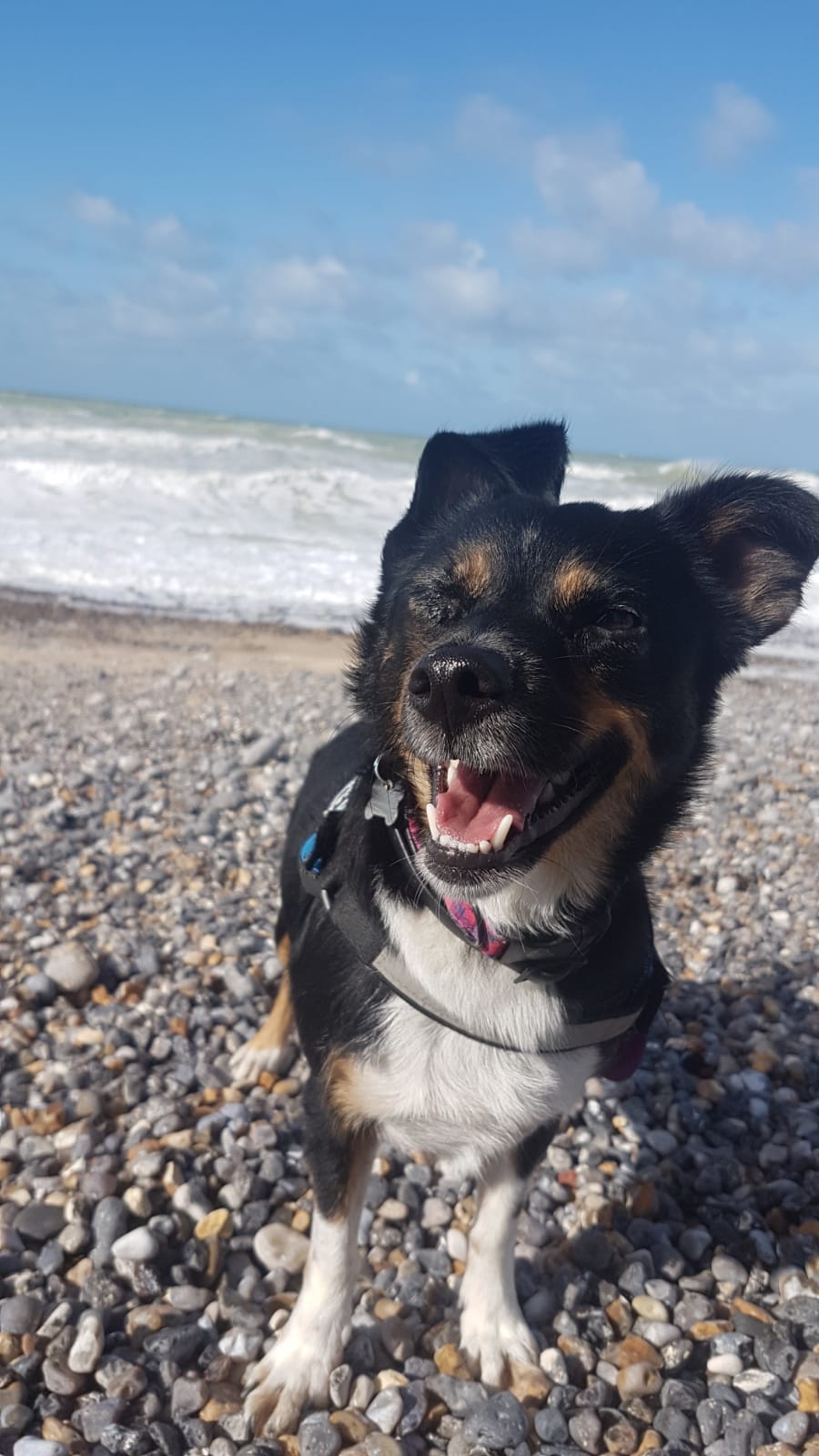 zrelaksowany pies na plaży w Normandii
